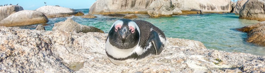 pinguins zuid afrika