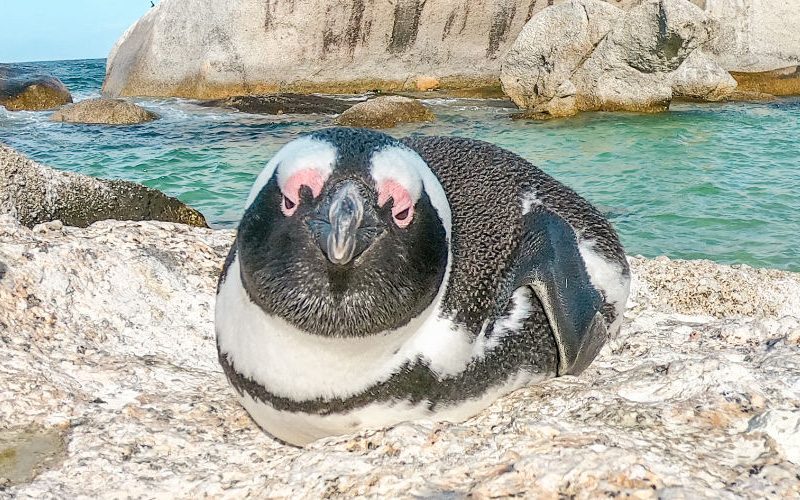 pinguins zuid afrika