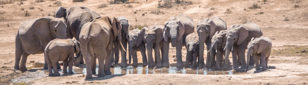 Addo Elephant Park Zuid-Afrika